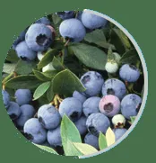 Bilberry extract