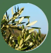 Olive leaf extract